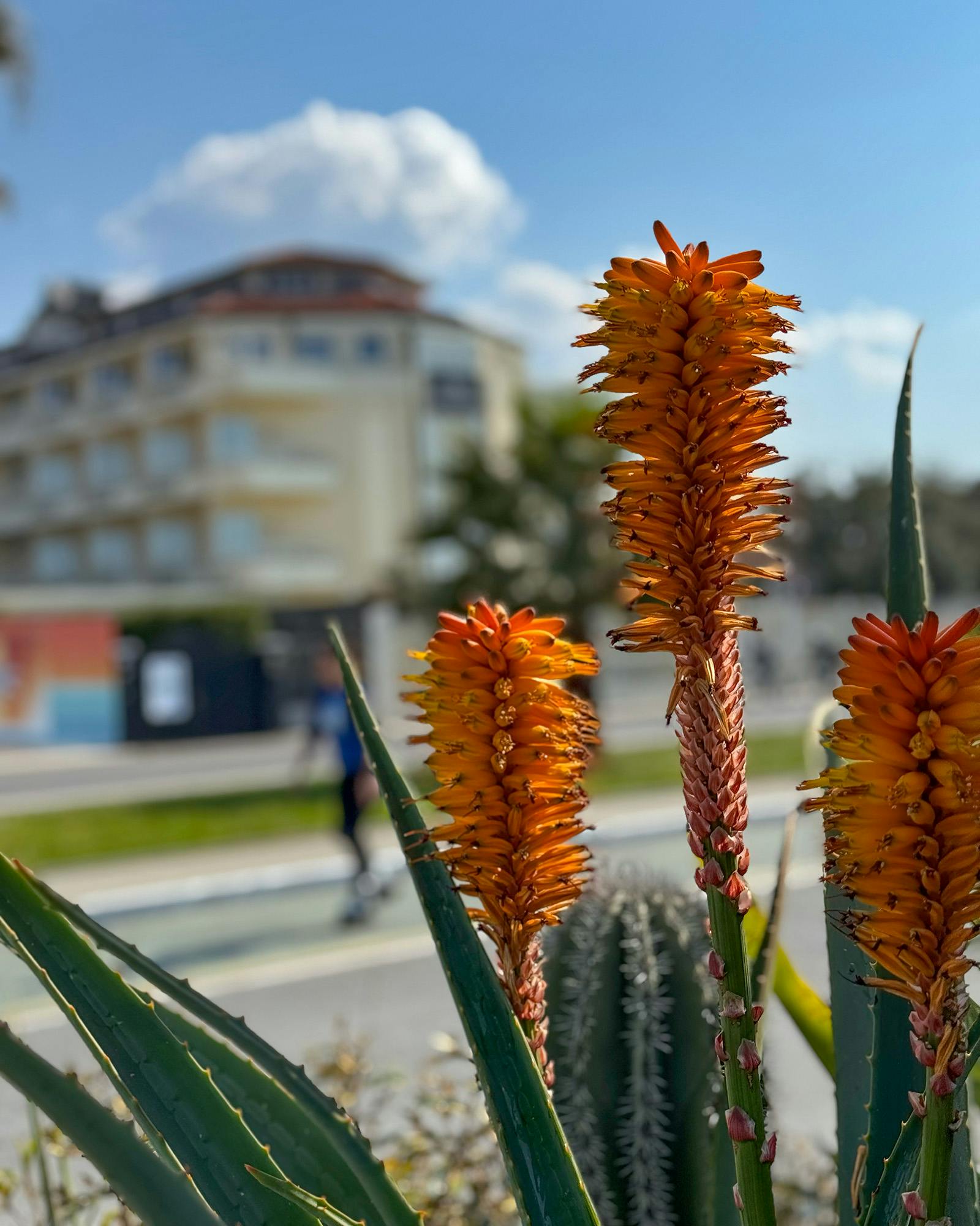 Fioriture primaverili sul lungomare di Forte dei Marmi